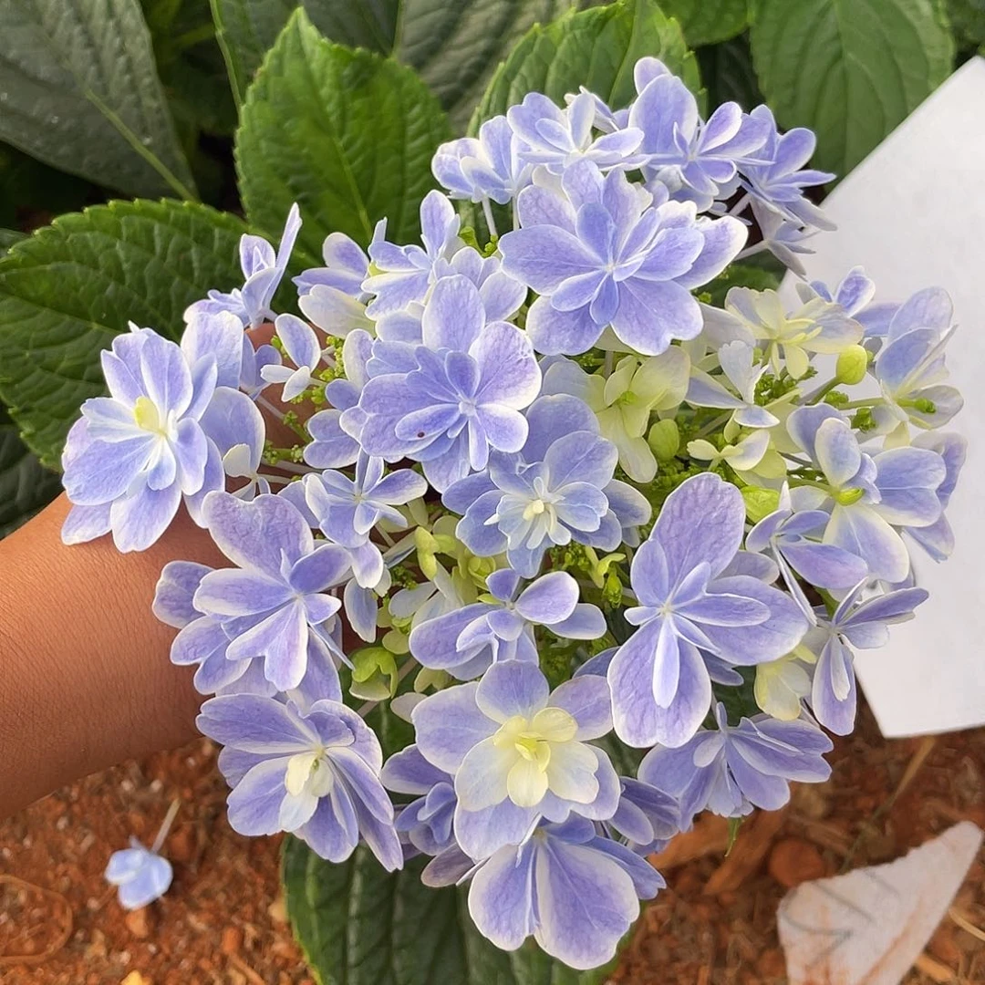 绣球切花一物一拍3枝起包邮，129
