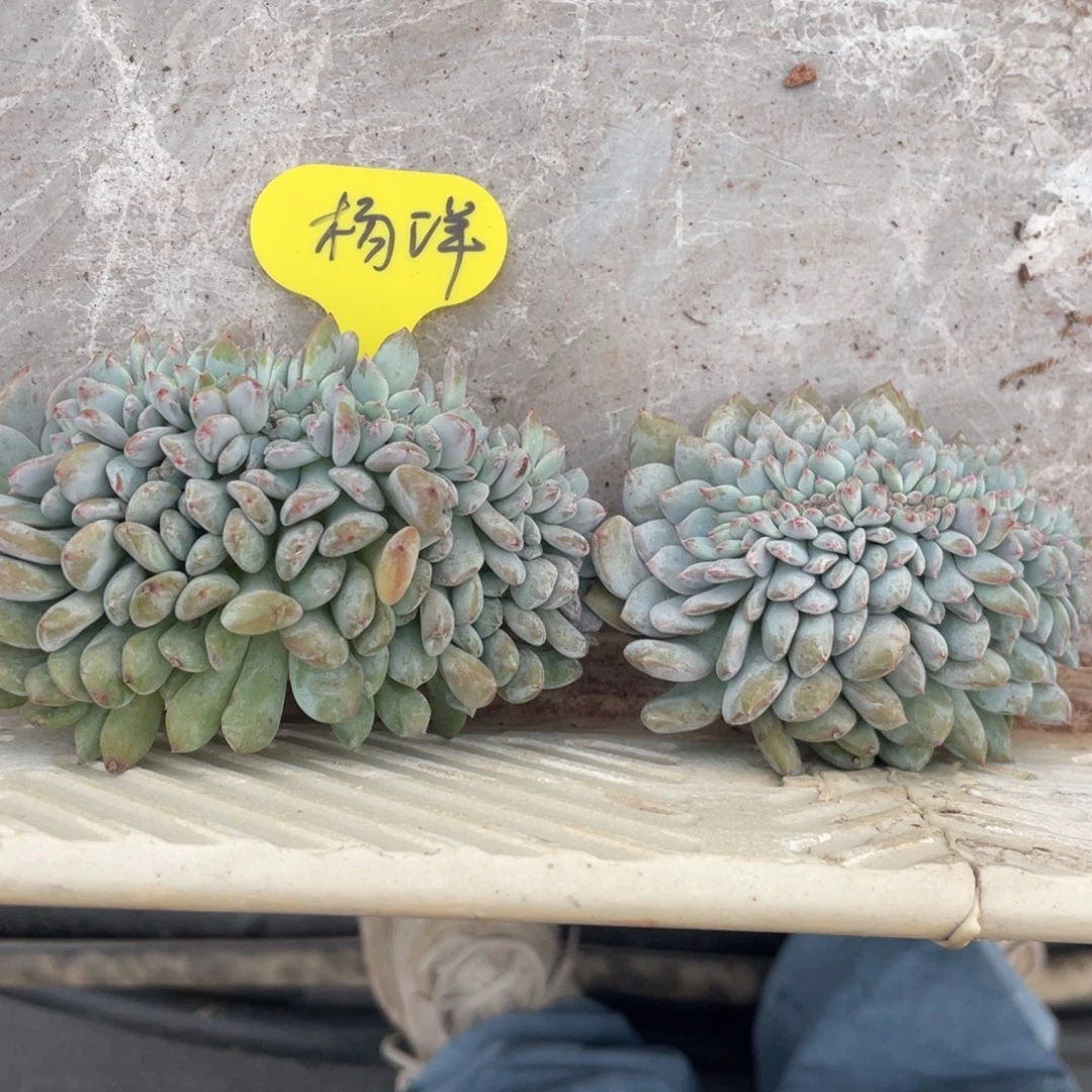 杨****石榴子星影缀化两个一组有切