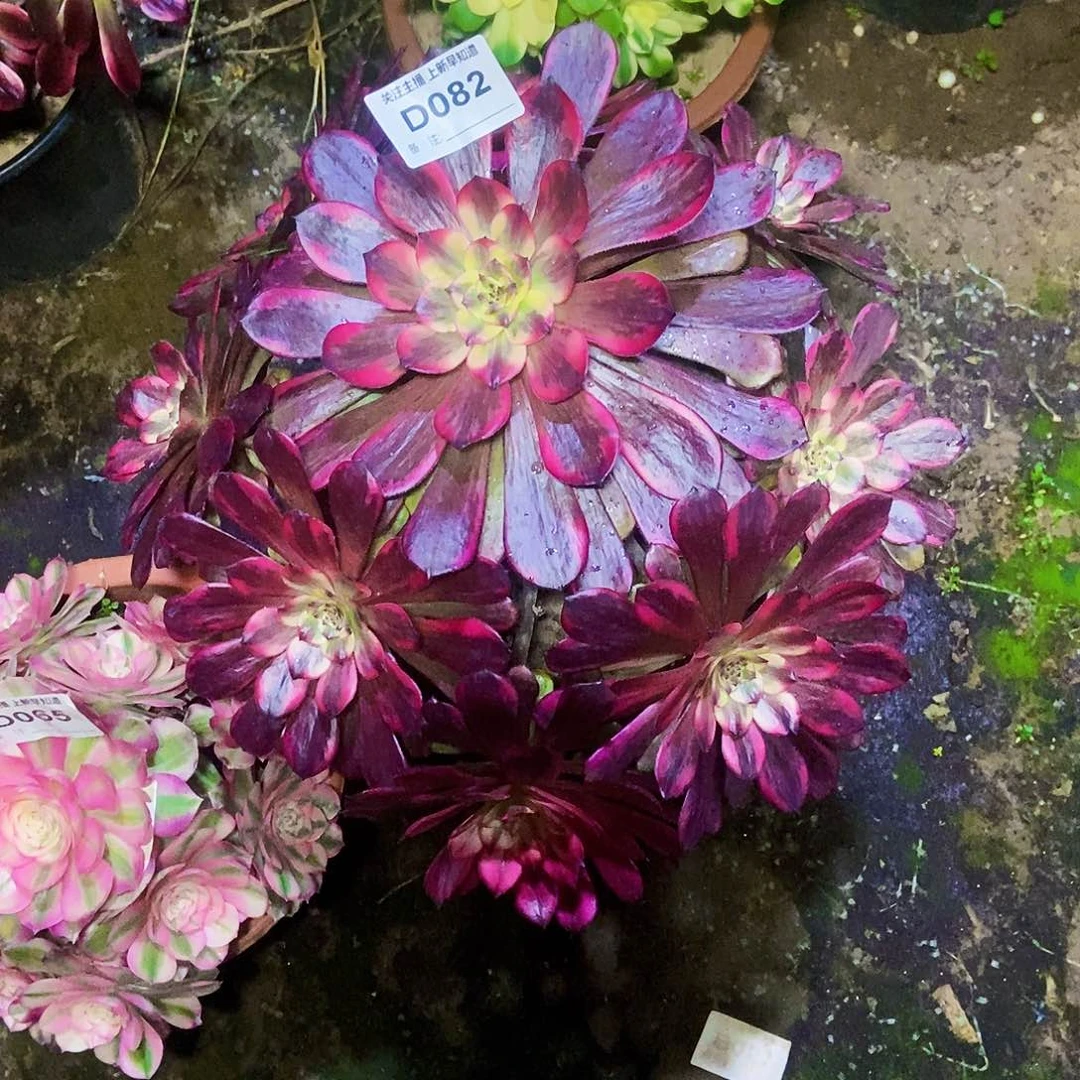 6****赞多肉8200000000000000