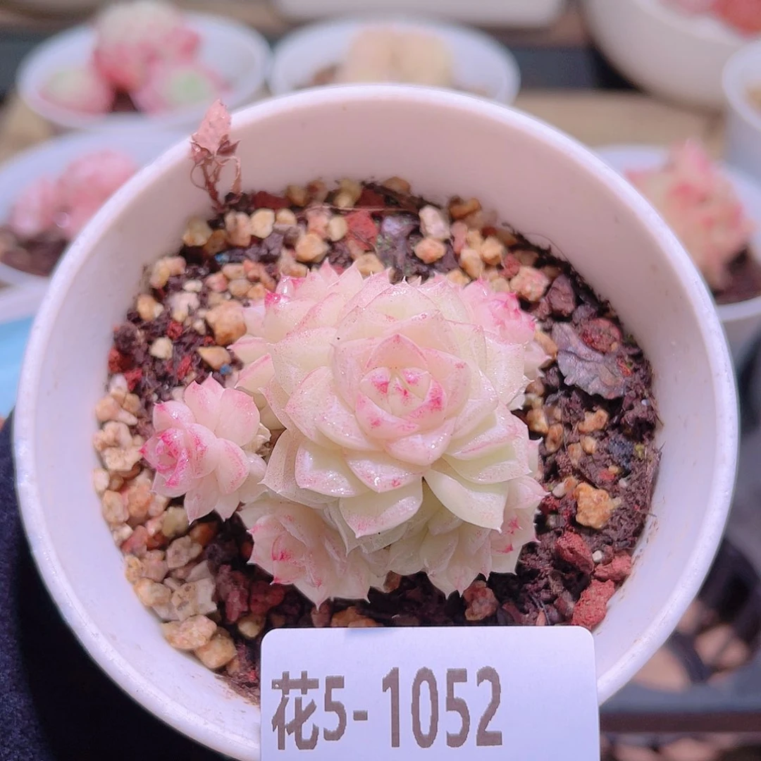 花利美5-1052白天鹅