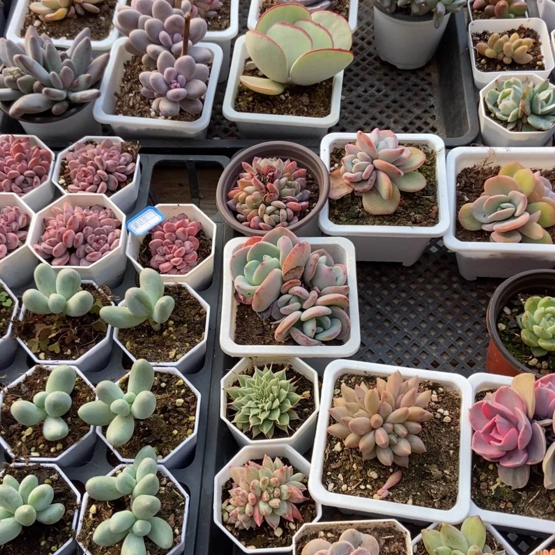 保温箱，低于零度一定拍