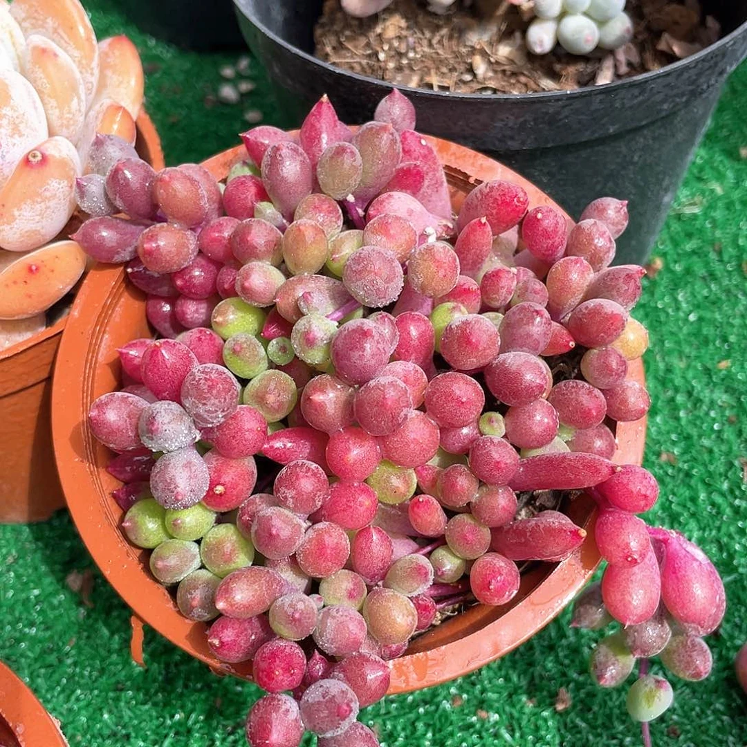 紫葡萄紫玄月带盆发货