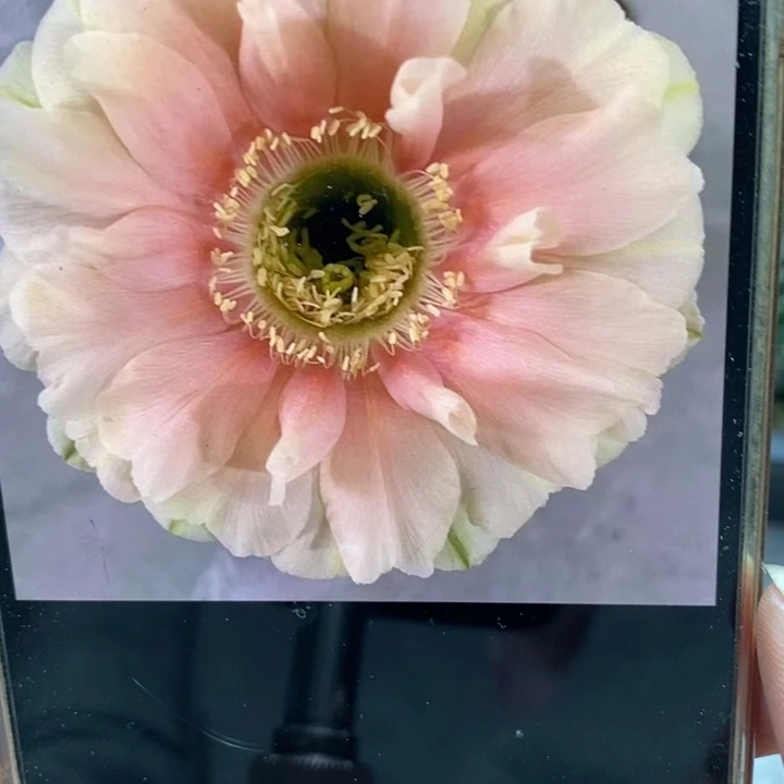 彩草仙女侧芽3公分左右