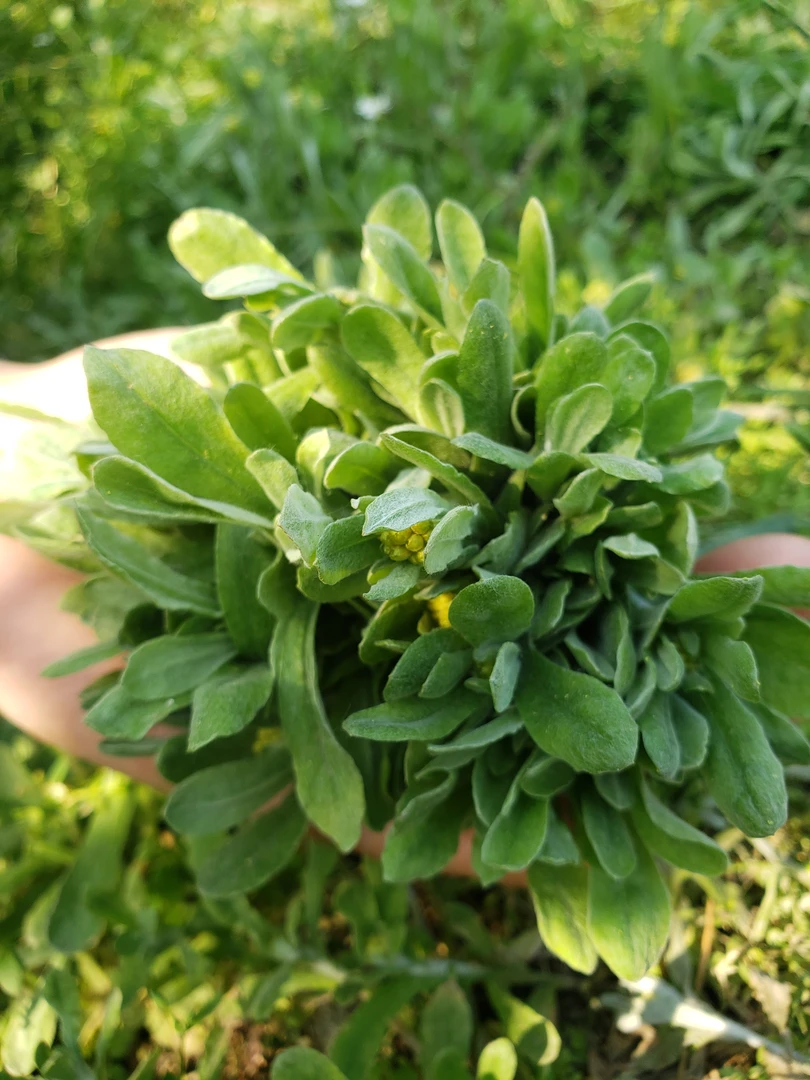 新鲜清明草鼠曲草现摘野生可做青团清明粑粑