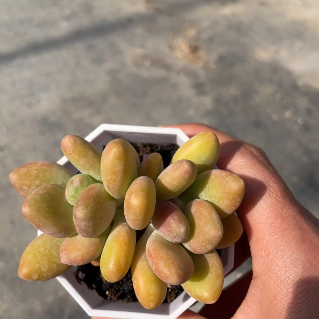 kk美人多肉植物123