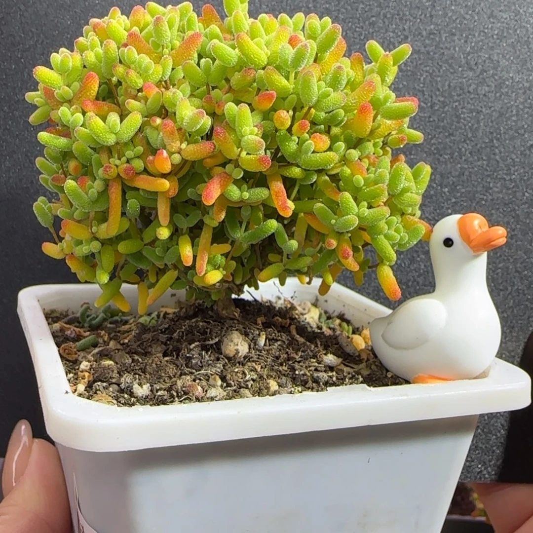 dy0753精控蜜橘老桩直杆冠服6.5cm