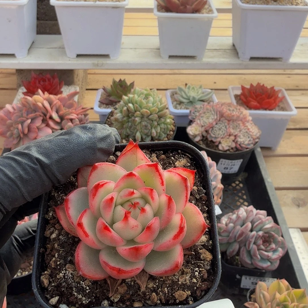 1125-98爱博尼锦单头