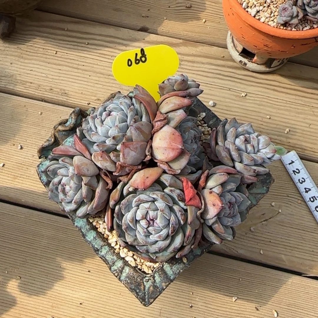 突尼斯星影发货多肉有砍