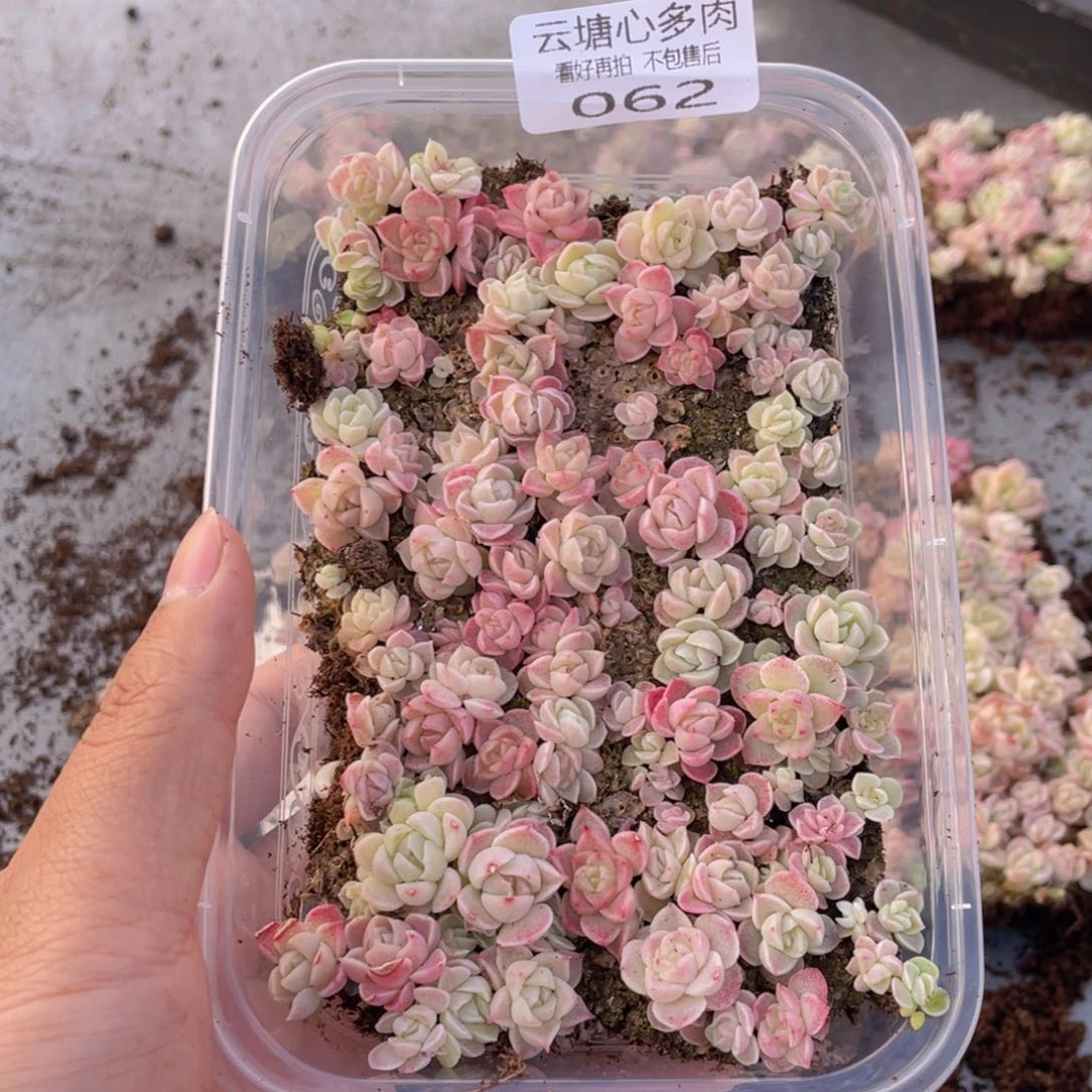 云糖心多肉植物62