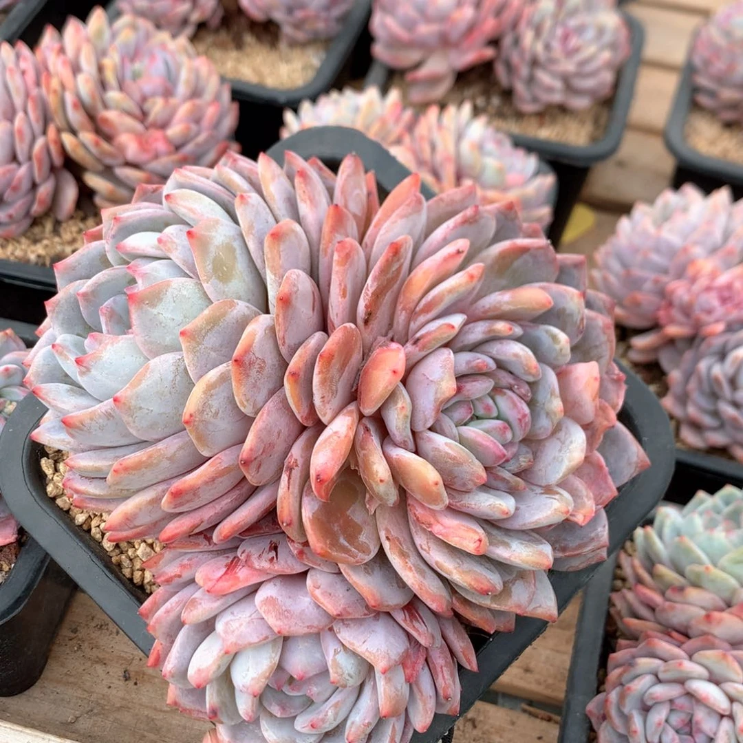 20厘米三头有砍梦露3175