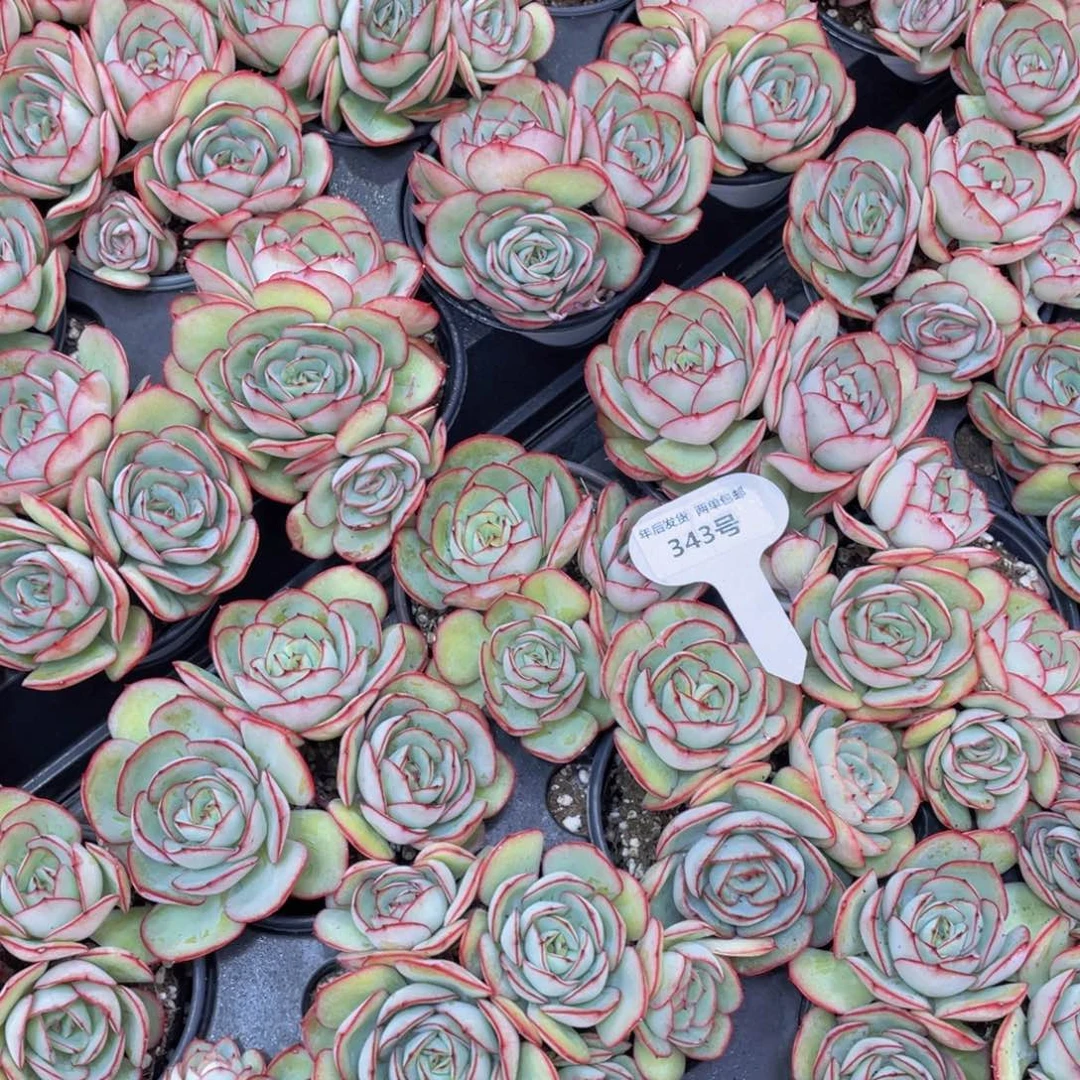 343号牡丹亭带腿群生一个