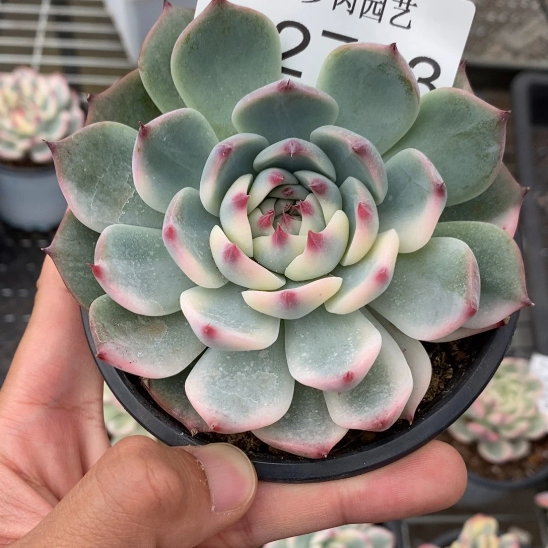 吉娃娃锦多肉植物A2723