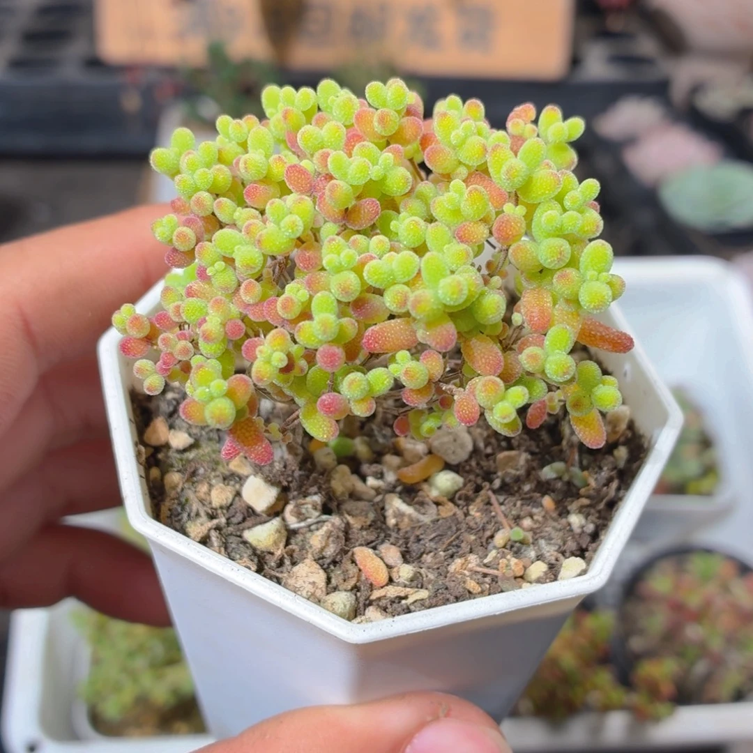 树形金桔糖球多肉9.9包邮发货