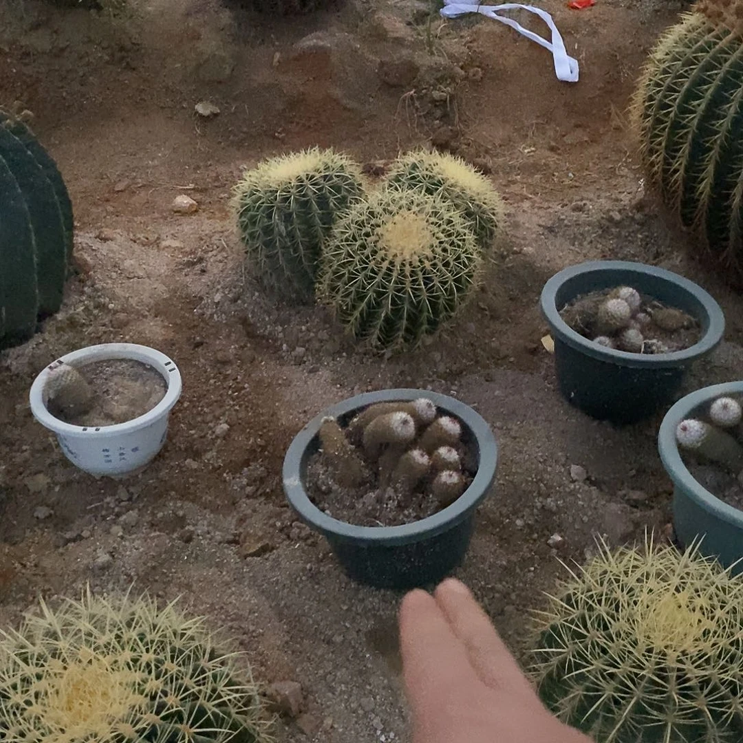 *****丰明王一盆。