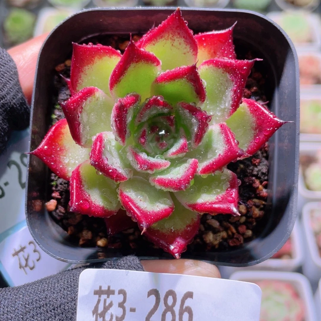 花利美3-286车厘子