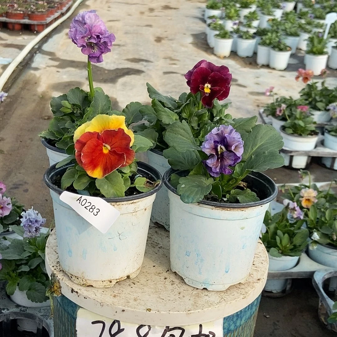 大部分花苞少量开放283