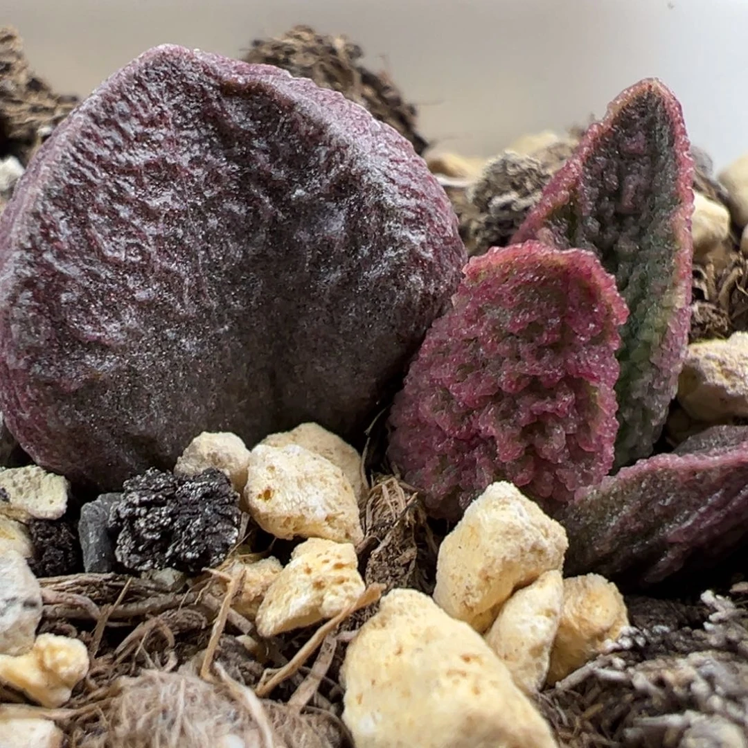 实生新品大苗多肉植物