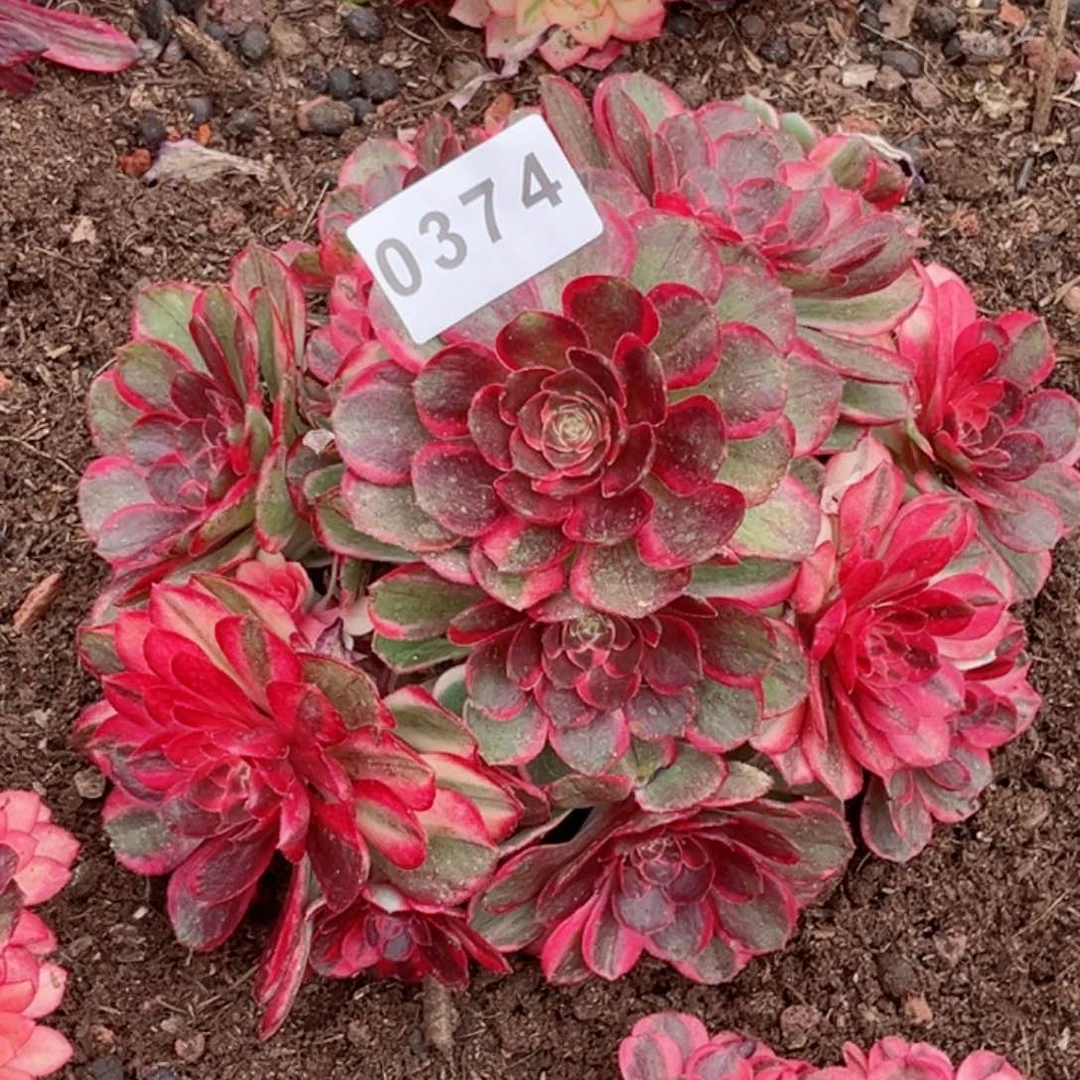 乖*贝黑魔锦寄养不包邮多肉