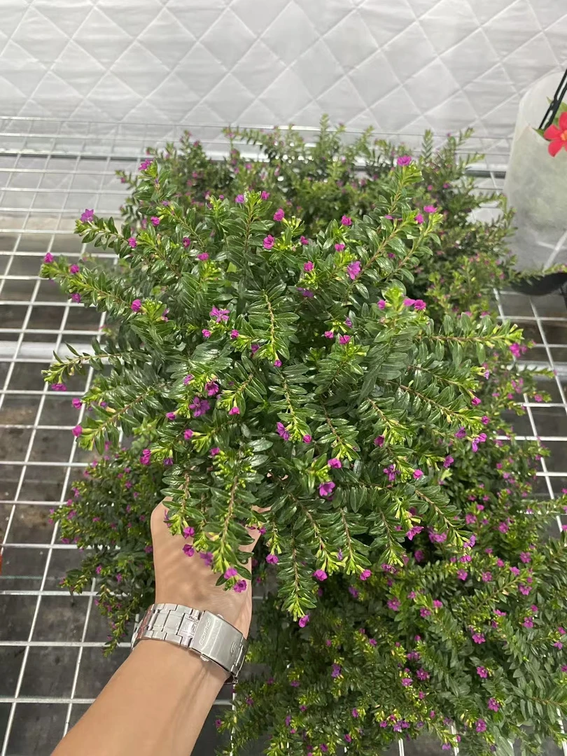 满天星盆栽带花苞四季开花室内外阳台好养易活