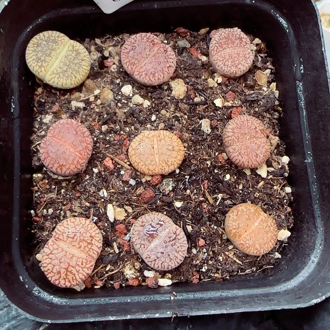 生石花满18包邮0928-215