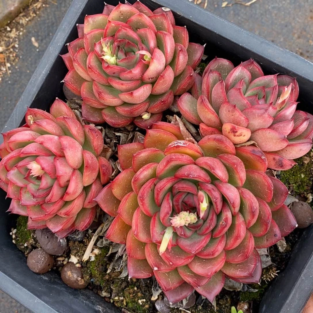 8007杂交多肉老桩