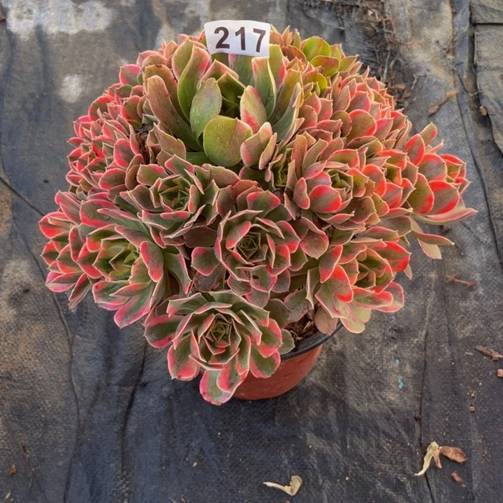 217老庄多肉法师女妖