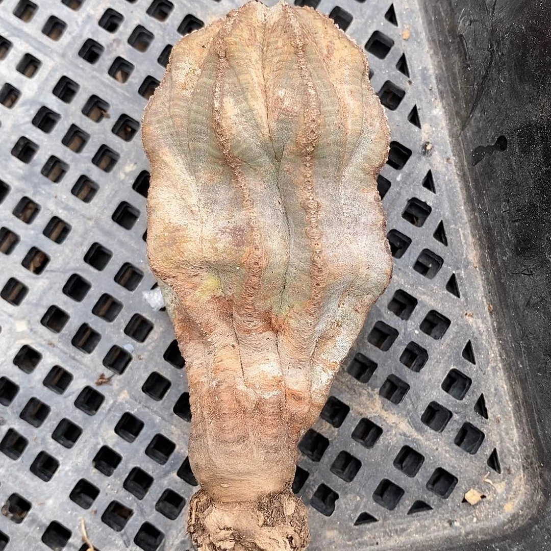 ?**?布纹球精品瑕疵福利款