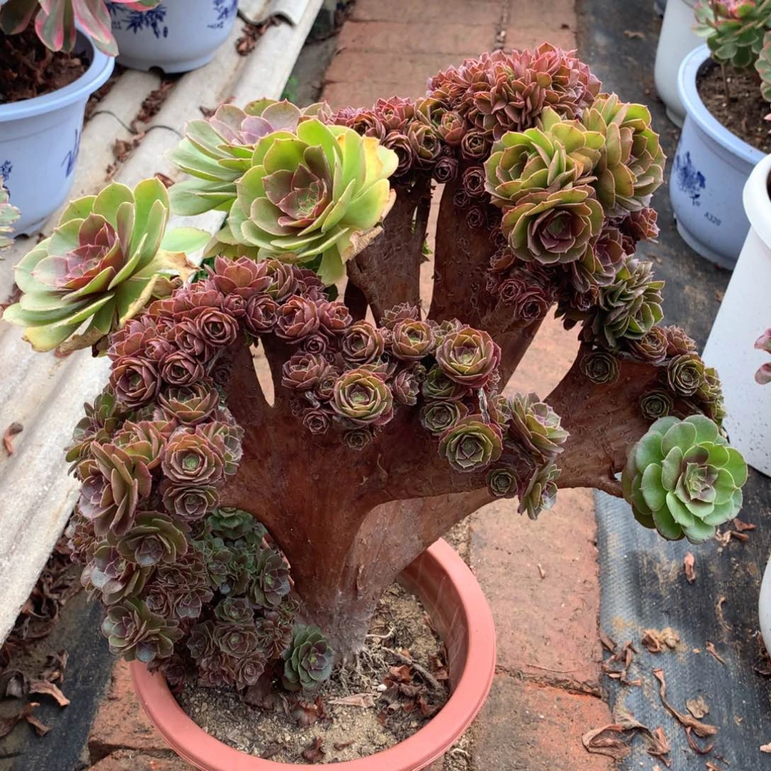 万缀朵朵，有点微瑕