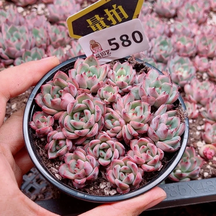 多肉植物多肉植物