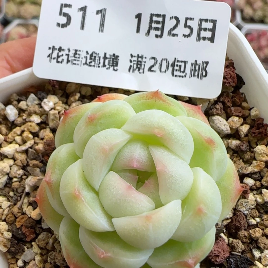 花语逸镜0125-511