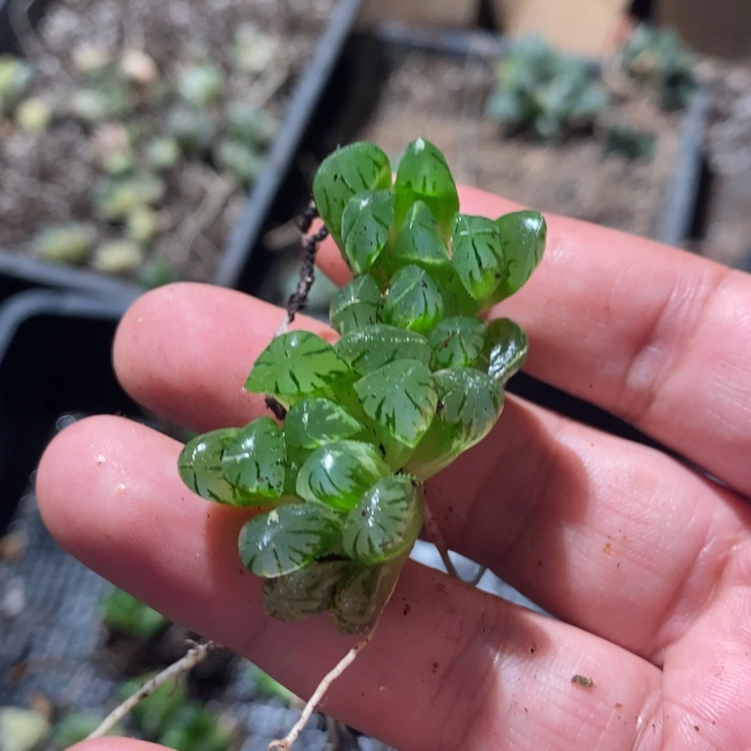 驴***果147 两颗福利。