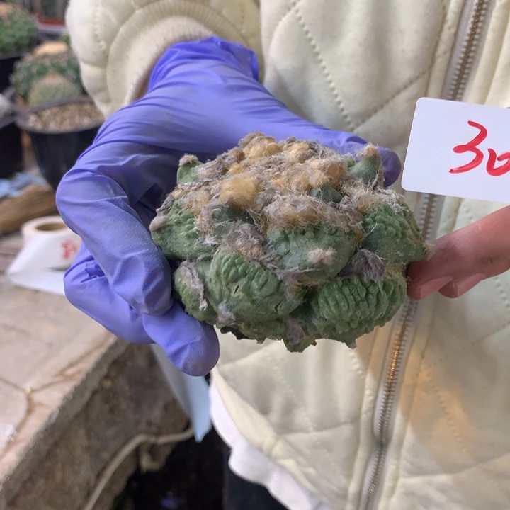 岩牡丹30号。。。。。。。。。