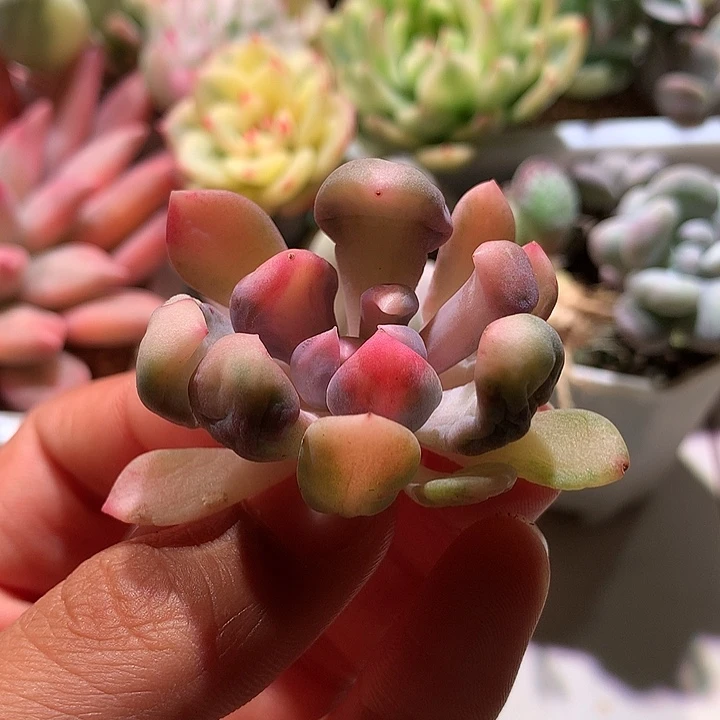 丘比特中班锦锦锦