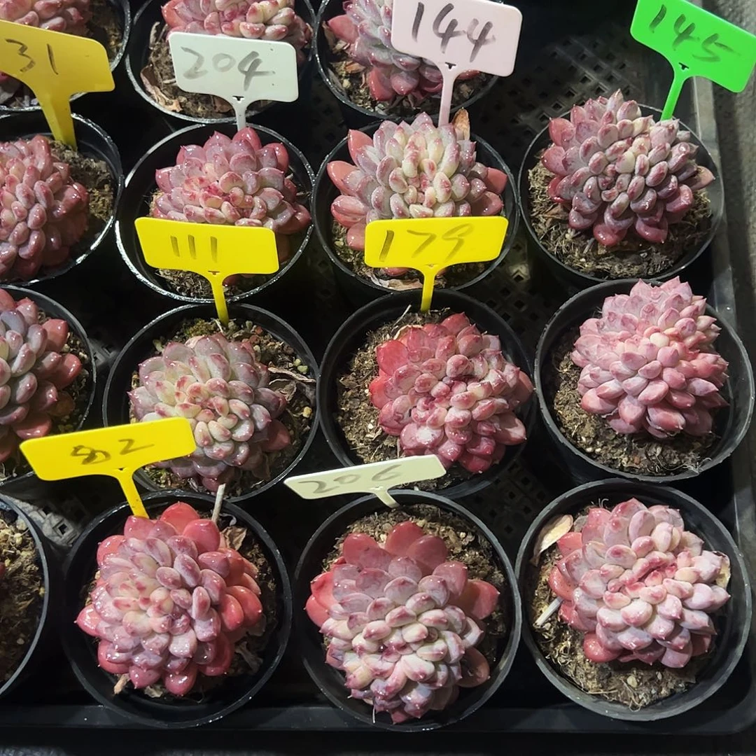 粉珍奶缀化多肉植物