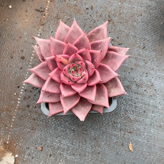 …**！美肉特价活动开始啦