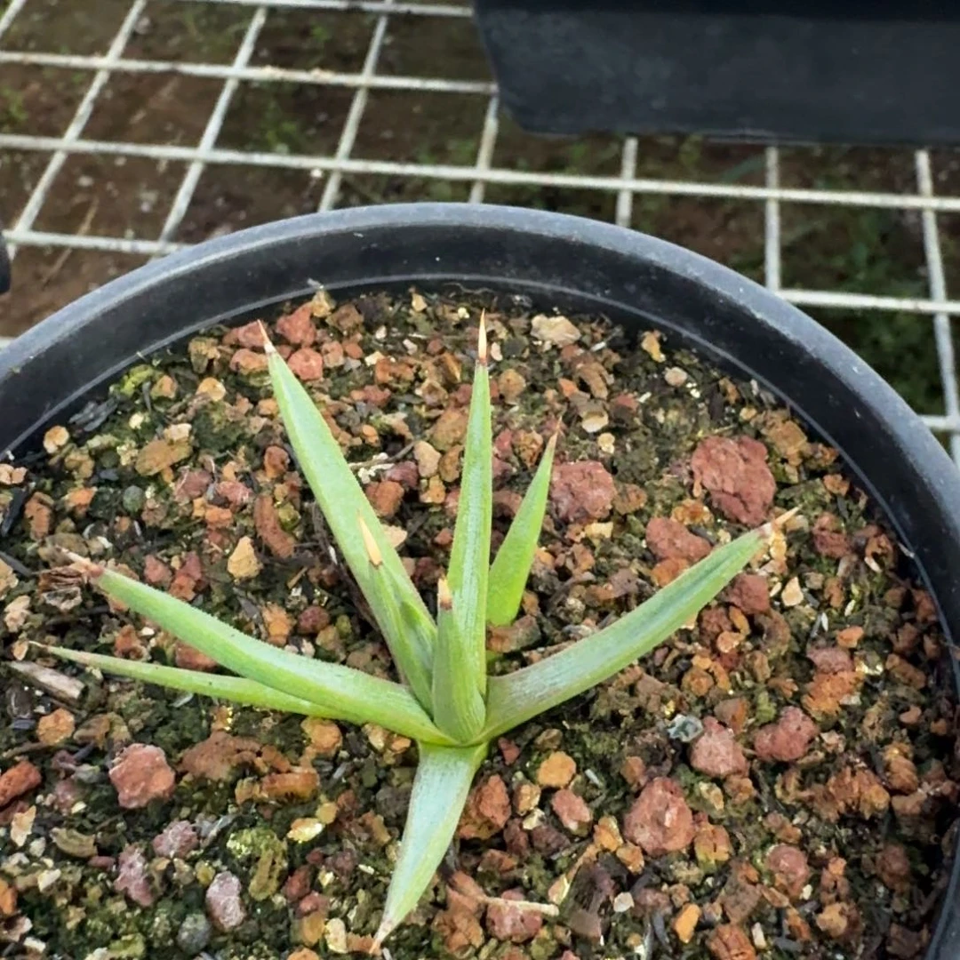 左***手棉花糖龙舌兰一物一拍多肉