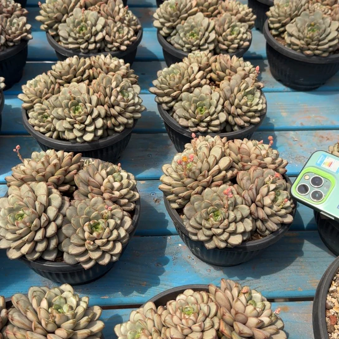 葡萄多肉植物 0000000