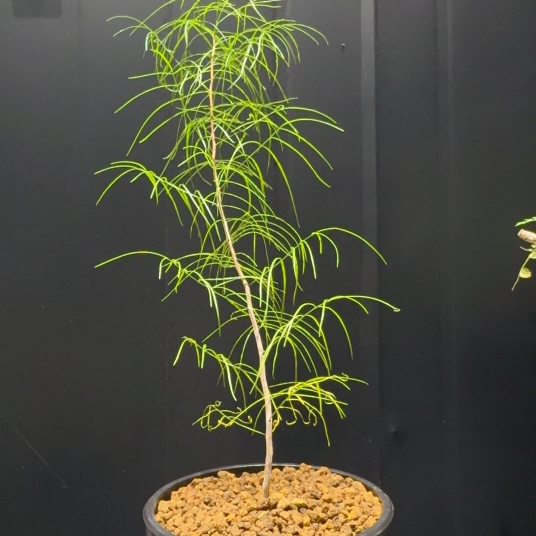 帕卡裂榄实生带盆