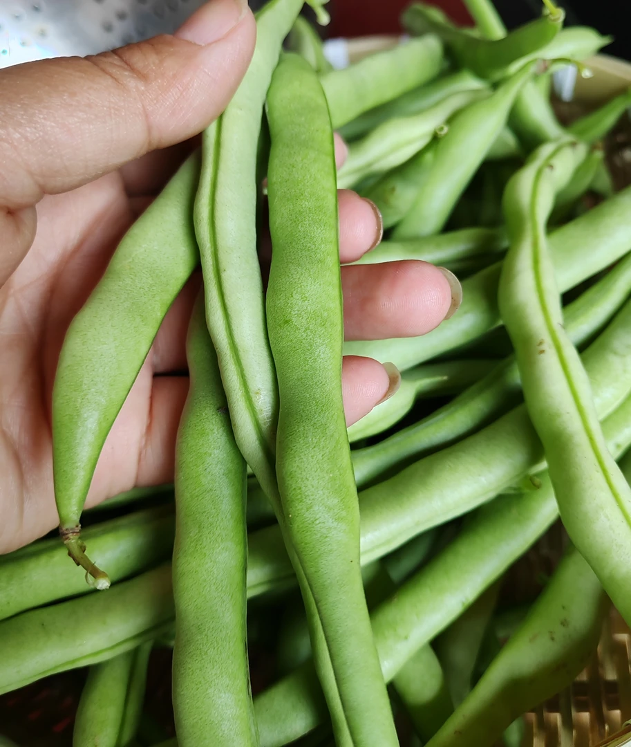 四季豆湖南农家自种农家四季豆