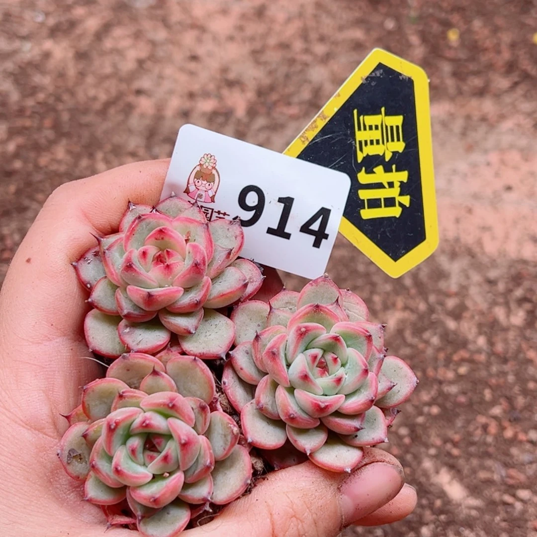 多肉植物多肉植物