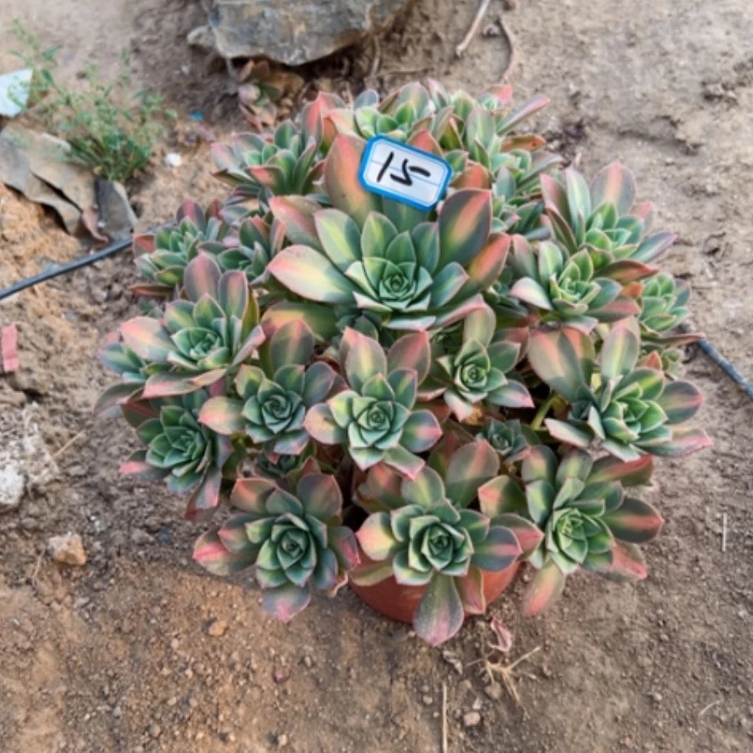 【闪购商品】多肉植物星晨15