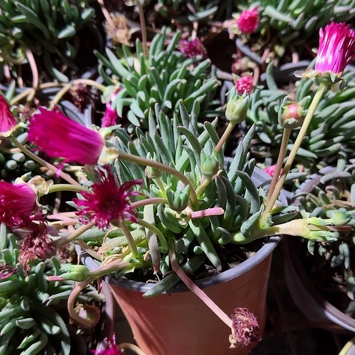 奔龙多肉植物精品