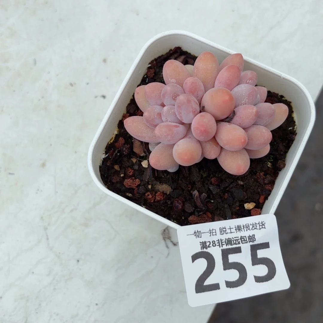 汤圆多肉无盆土发货