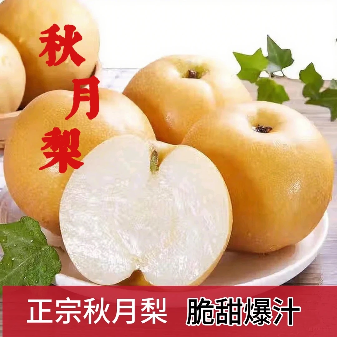 【新鲜采摘】正宗山东莱阳秋月梨应季水果新鲜采摘皮薄肉厚多汁
