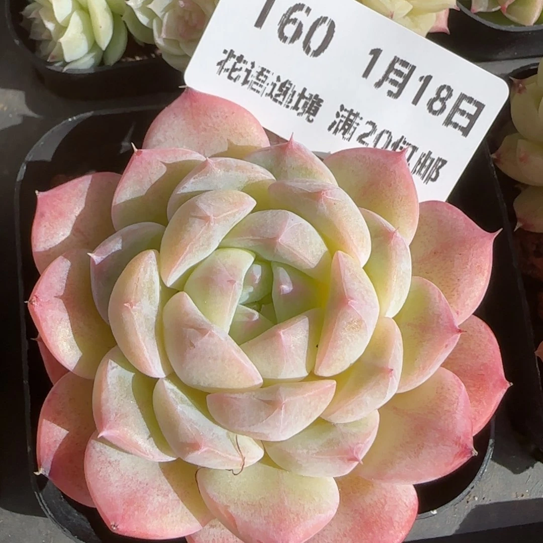 花语逸镜0118-160