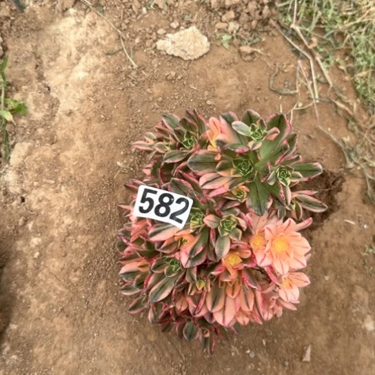 无花朵落*李多肉植物甜茶582号不包断枝