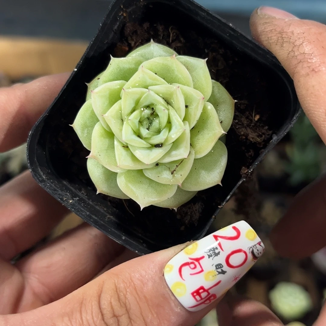 不知道啥东西就这样