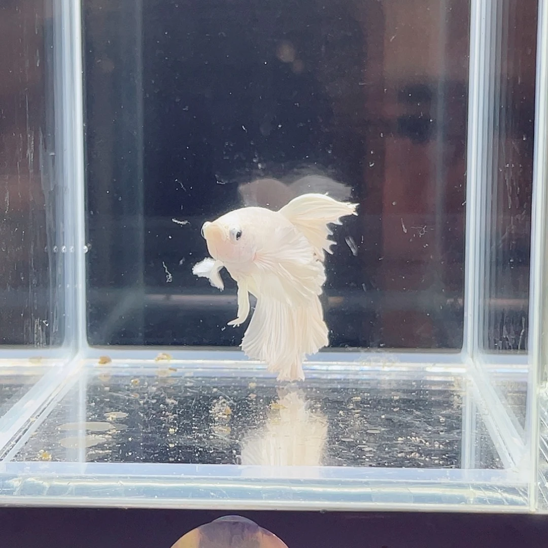 斗鱼跑单小黑屋11