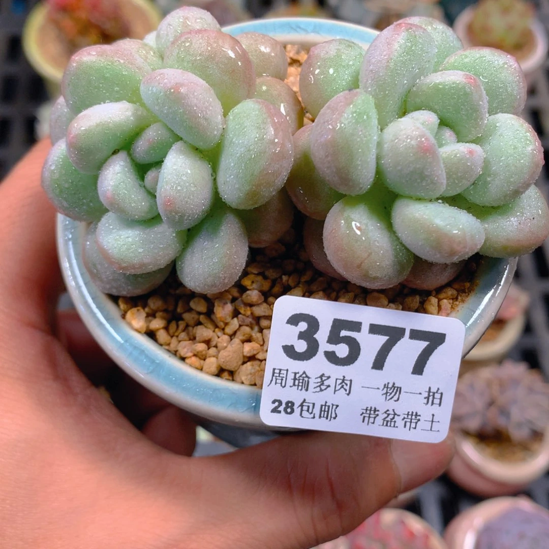 5厘米盆精控多肉3577