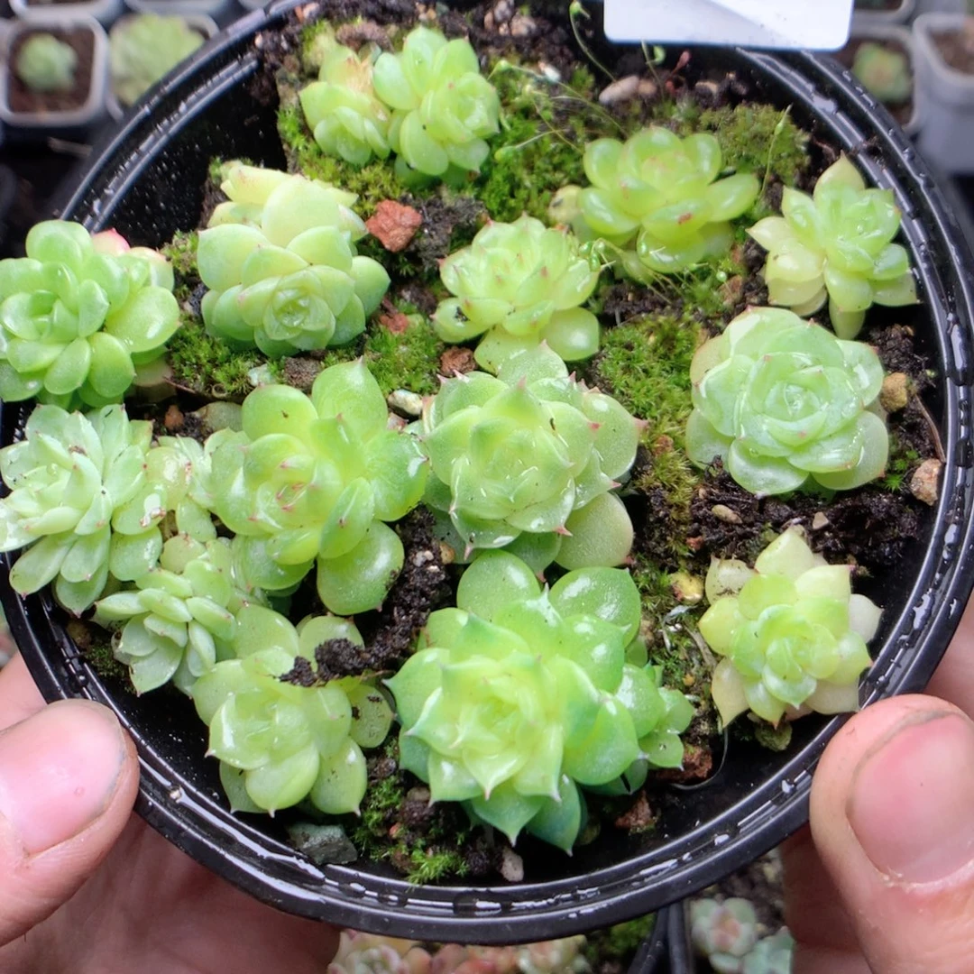 无花朵D124yyyyyyyyy